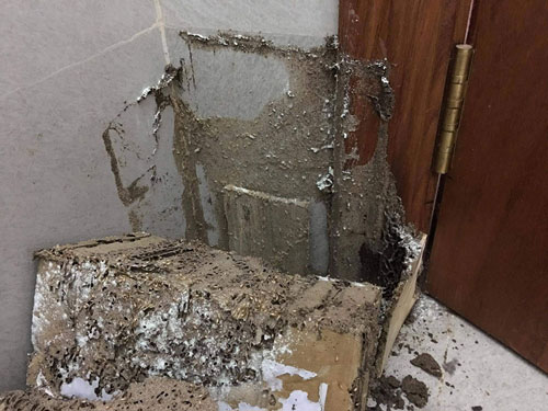 CÔNG TY TNHH DIỆT MỐI VÀ CÔN TRÙNG BẢO AN