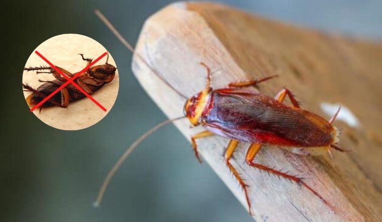 Dịch Vụ Diệt Gián Tận Gốc