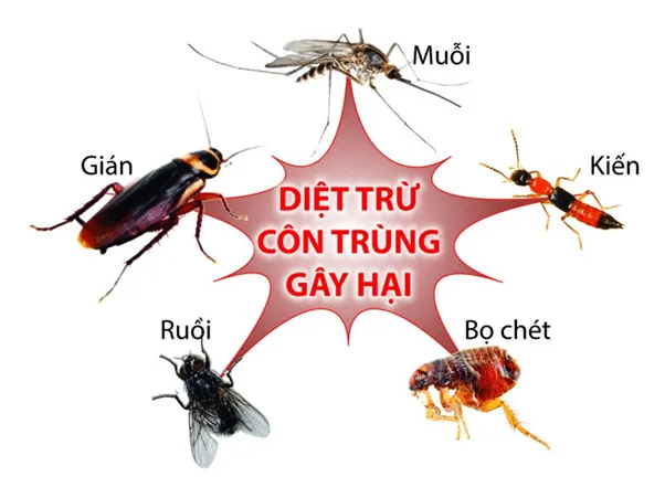 Dịch Vụ Diệt Côn Trùng Định Kỳ