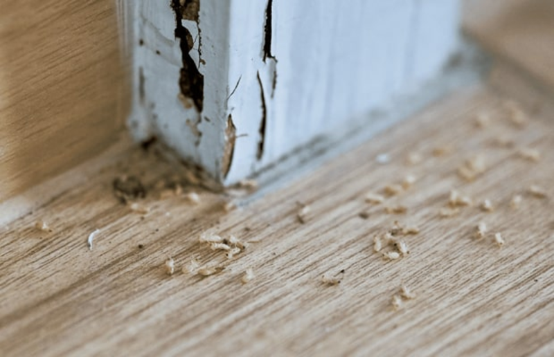 Diệt mối phường Bình Đông