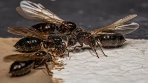 Cách Diệt Kiến Cánh Bay